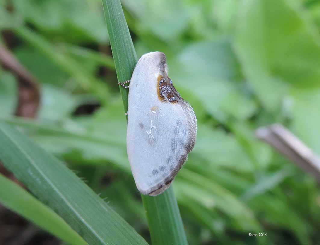 ID micro - Cilix hispanica, Drepanidae